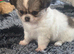 2 female pomchi