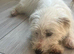 West highland terrier x Maltese boy