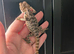 Male baby bearded dragon