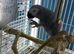 Baby African grey Glasgow