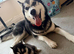 6 x stunning Siberian husky pups ready now