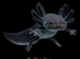 Axoltols Various Morphs