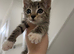 Tabby & Long Haired Kittens