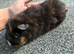 Beautiful baby boar pig