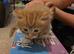 4 gorgeous kittens available