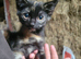 Kittens for sale