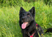 BEAR Male Black GSD **STUD ONLY ** Stoke-on-Trent **