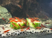 Red cherry shrimp