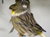 Beautiful Mixed Canaries available!!!