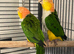 Yellow Thai caiques