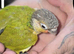 Hand reared green cheek conures