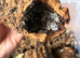 Dairy cows & Snow White isopods