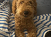 Goldendoodle