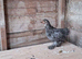 Pekin bantams