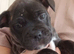 12 beautiful staffy mixed frenchie pups