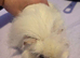 Shaun and sonic 2 male guinea pigs
