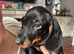 Male Dachshund