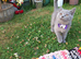 Pure breed Scottish Fold kittens for sale