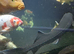 Large Koi Carp for Sale – Approx. 20"