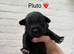 Cocker Spaniel x Border Kelpie