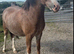 Chesnut roan mare