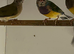 For Sale Gouldian Finch Males x 6 2026 youngsters