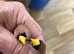 Masked Grassfinch