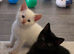 4 beautiful kittens