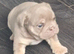 KC REGISTERED BEAUTIFUL BLUE/LILAC TRI ENGLISH BULLDOGS FOR SALE