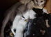 Beautiful kittens READY NOW