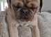 KC slilac pug stud