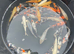 Koi forsale