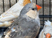 Assorted zebra finches
