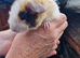 Baby guinea-pigs ready now