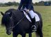 13.1 hh fell mare