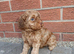 Cockapoo puppies