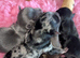 Stunning black Merle male smoothcoat
