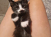 3 Kittens ready for their new homes