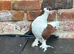 Lahore pigeon