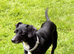 URGENT! Two 8-year-old Cocker-Jack Female Dogs