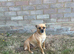Female Chihuahua