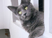 1.5 year old sprayed blue Maine coon girl