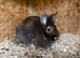 3 rabbits looking for new home