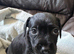 Potterdale puppies