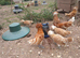 Trio buff laced polish bantams