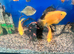 Blood parrots / silver dollars xl common plec