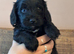 Gorgeous Spoodle puppies. READY NOW
