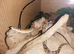 Adult male hognose with set up