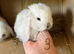 Mini lop pure breeds mixed sex’s.
