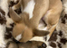 Gorgeous Chihuahua-Mix (Jack-Chi) Puppies Seeking 5-Star Homes